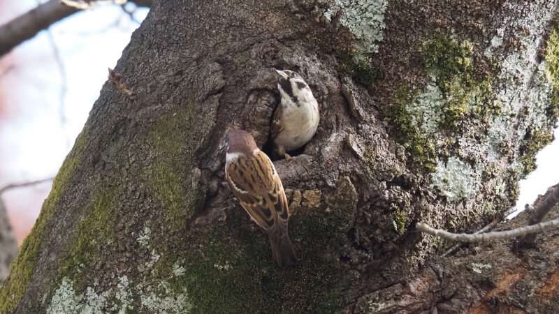 樹洞に巣を作ったスズメ