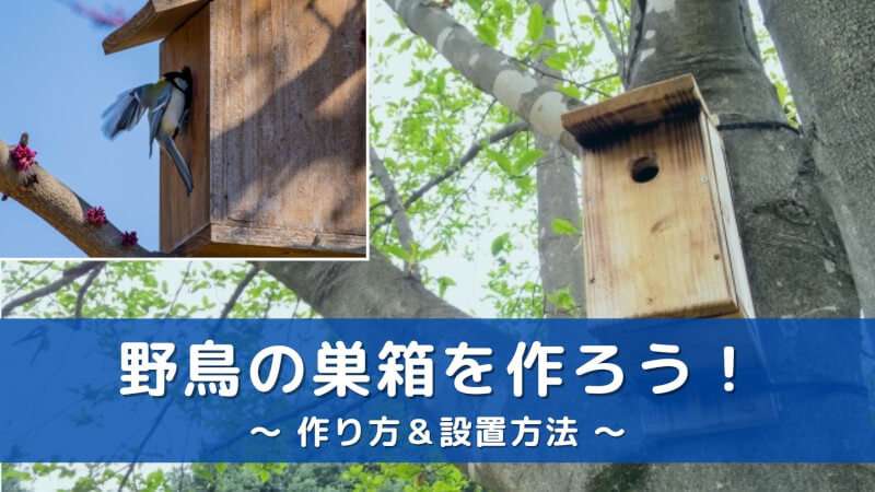 設計図あり】巣箱で庭に野鳥を呼ぼう！作り方と設置方法について