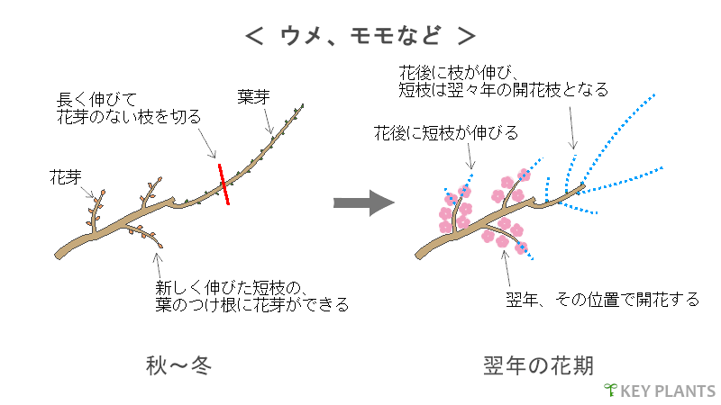 花芽分化と剪定の図（ウメなど）