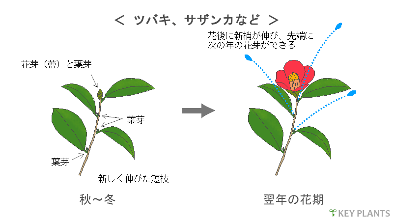 花芽分化と剪定の図（ツバキなど）