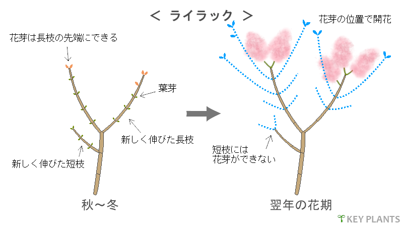 花芽分化と剪定の図（ライラックなど）