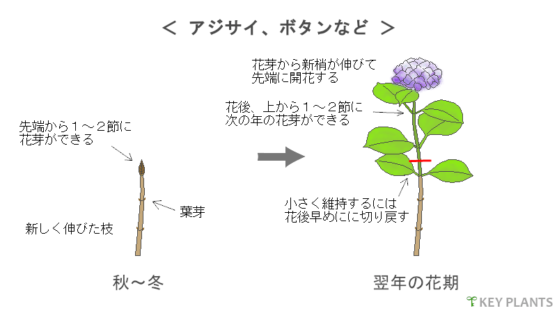 花芽分化と剪定の図（アジサイなど）