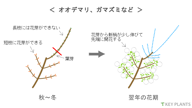 花芽分化と剪定の図（オオデマリなど）