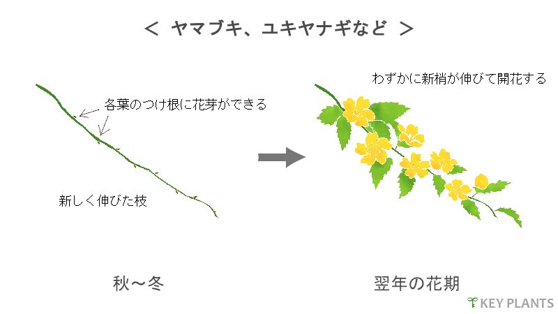 花芽分化と剪定の図（ヤマブキなど）