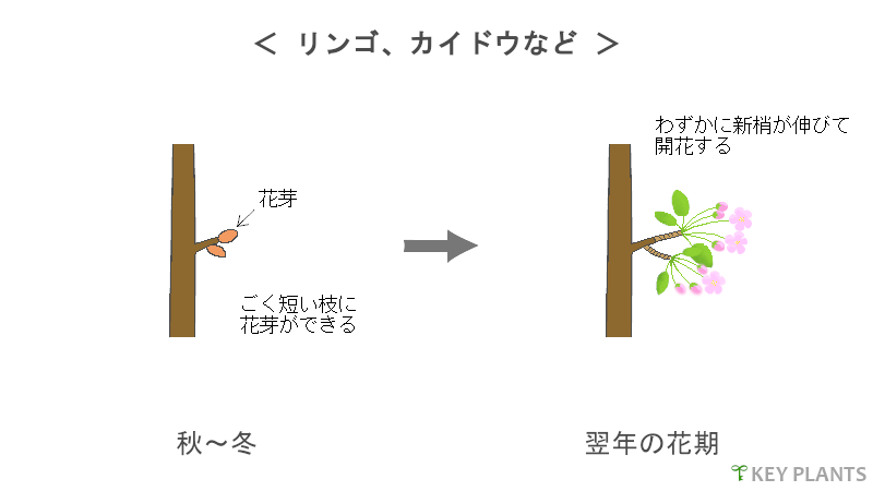 花芽分化と剪定の図（リンゴなど）