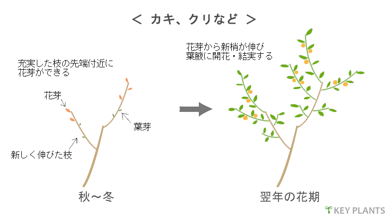花芽分化と剪定の図（カキなど）