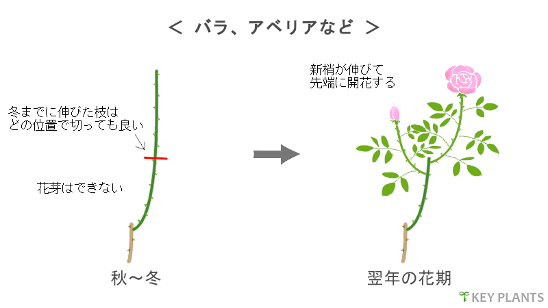 花芽分化と剪定の図（バラなど）