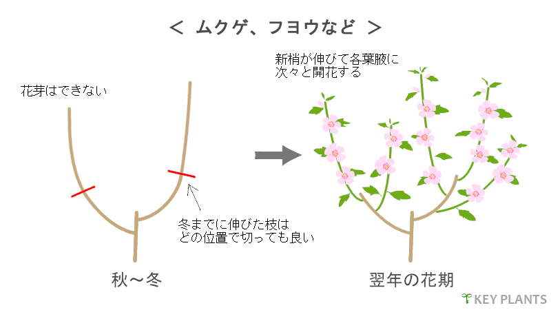 花芽分化と剪定の図（ムクゲなど）