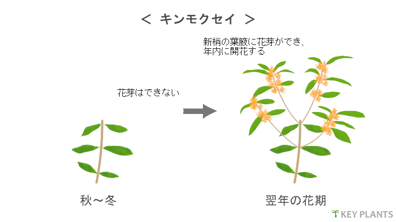 花芽分化と剪定の図（キンモクセイなど）