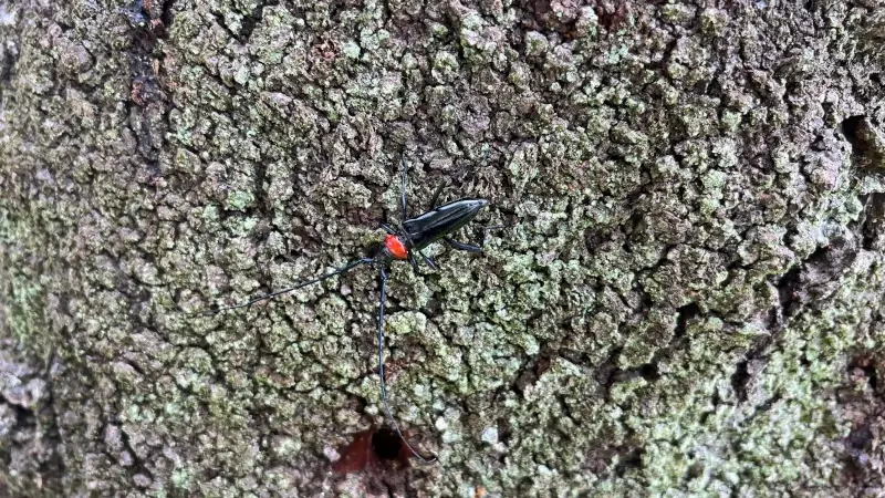 クビアカツヤカミキリの成虫（オス）