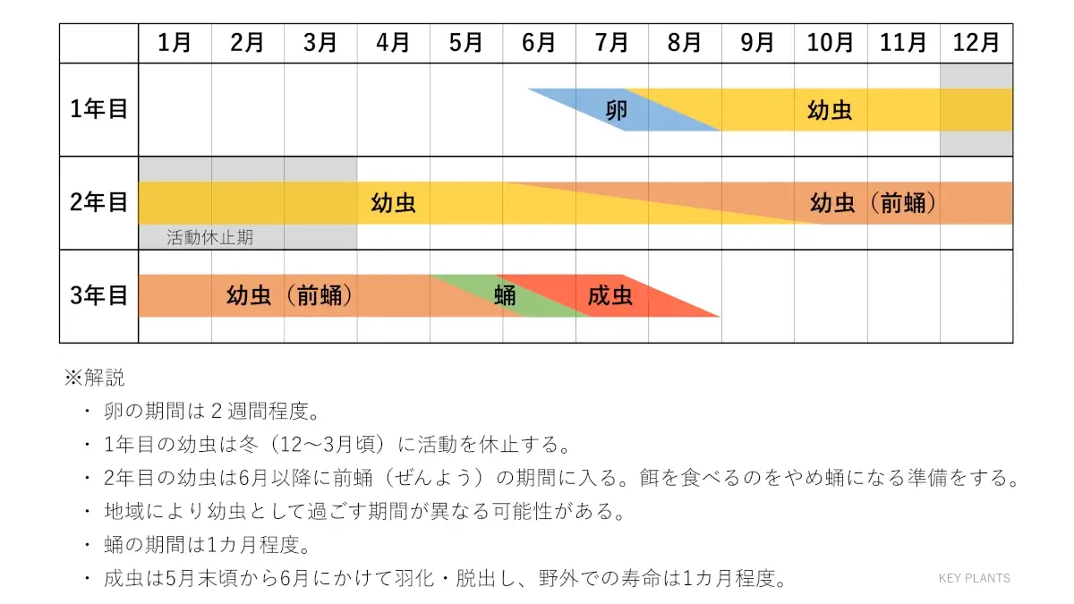 クビアカツヤカミキリの生育サイクル