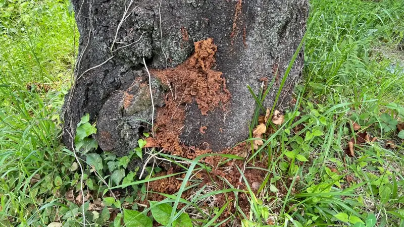 クビアカツヤカミキリのフラスを遠くから見た様子