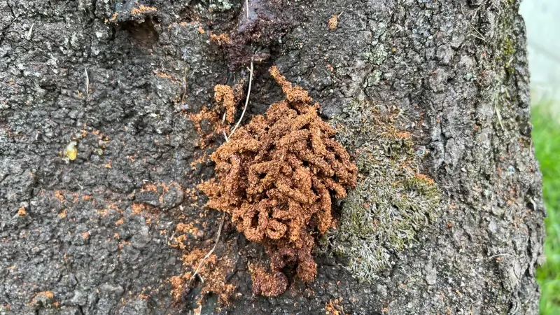 クビアカのフラスはかりんとうや挽肉に例えられる