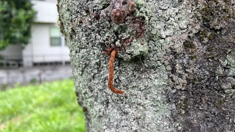 クイズ「クビアカツヤカミキリのフラスを見分けよう！」問題2