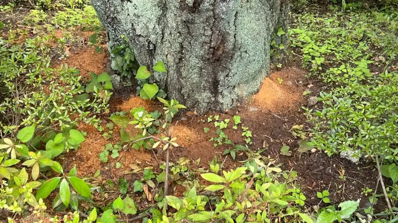 クイズ「クビアカツヤカミキリのフラスを見分けよう！」問題3