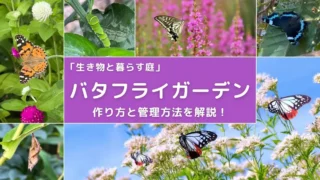 バタフライガーデンの作り方と管理方法！生物多様性への取り組みを紹介