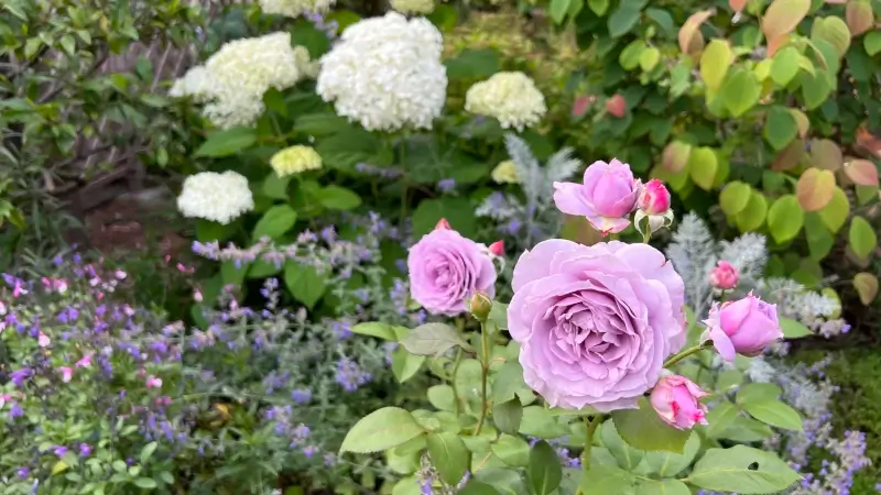 四季を通じて様々な花が咲いている