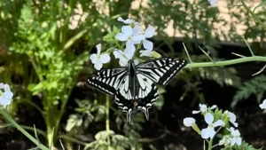 「ナミアゲハ」菜園の大根を咲かせてみたらやってきた