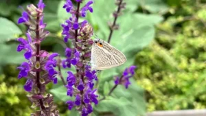 「ウラナミシジミ」サルビア・ネモローサの蜜を吸いに来た