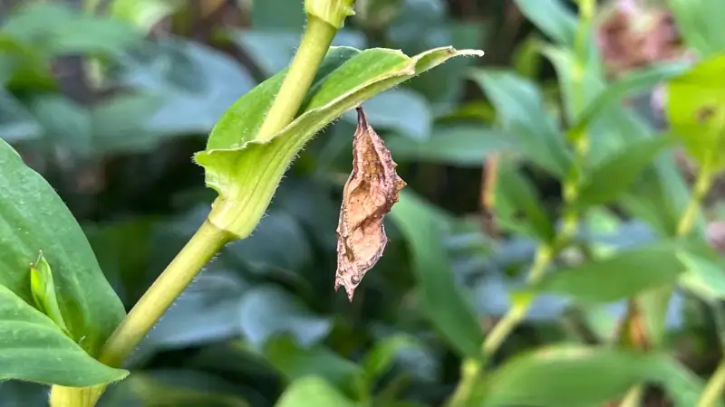 葉の陰に蛹がぶら下がっていた