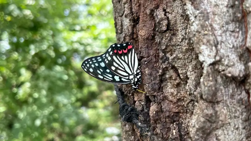 最近よく見かけるアカボシゴマダラ（特定外来生物）