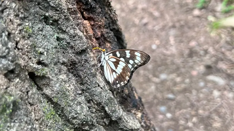 久々に出会ったゴマダラチョウ（在来種）