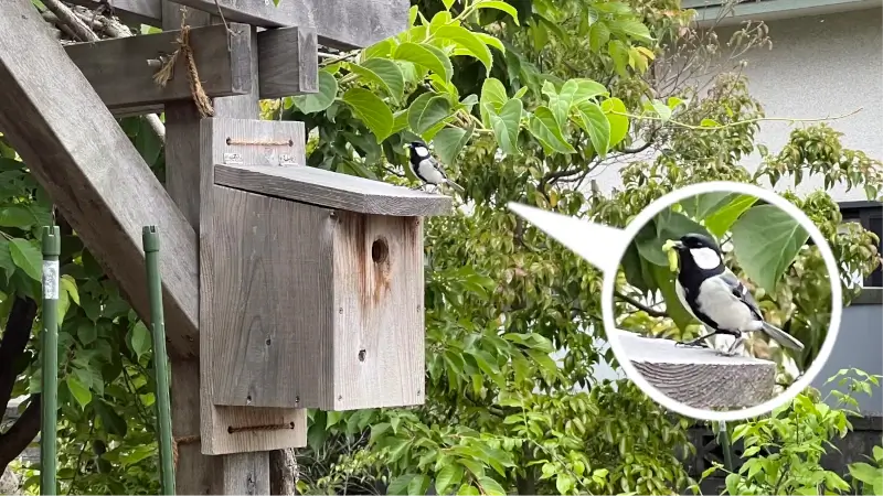 せっせと巣箱にイモムシを運ぶシジュウカラ