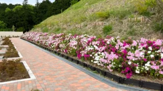 入間霊園法面植栽工事
