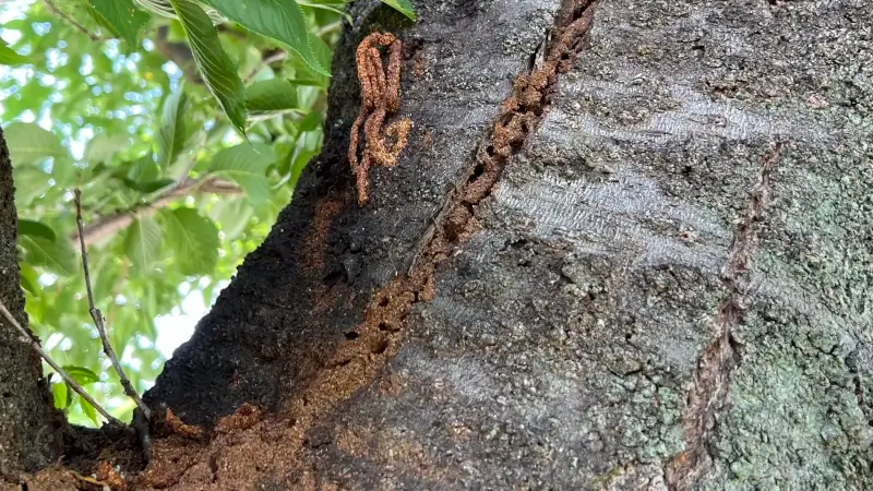 クビアカツヤカミキリのフラスと蟻道が混在する例