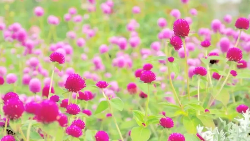 センニチコウの花