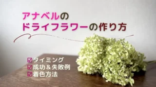 アナベルのドライフラワーの作り方・切り取るタイミングと着色方法を解説