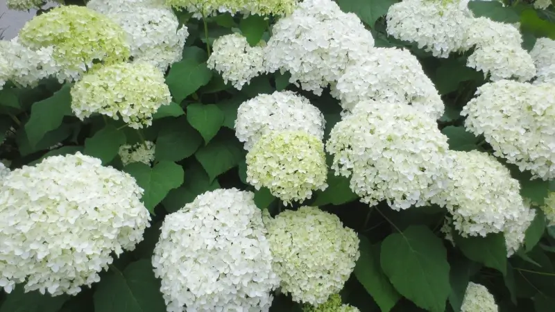 見ごろを迎えたアナベルの花