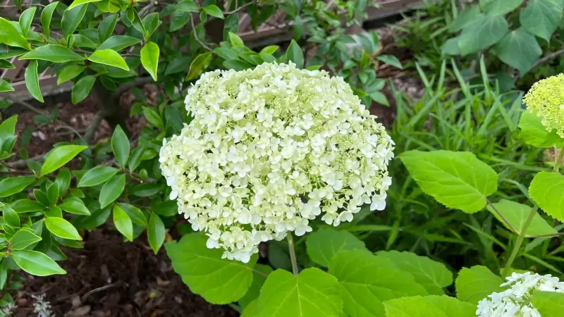 これだと咲き始めなのでまだ早い