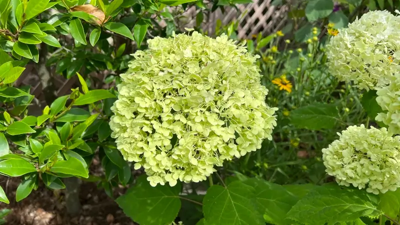 緑色になりこれならOK