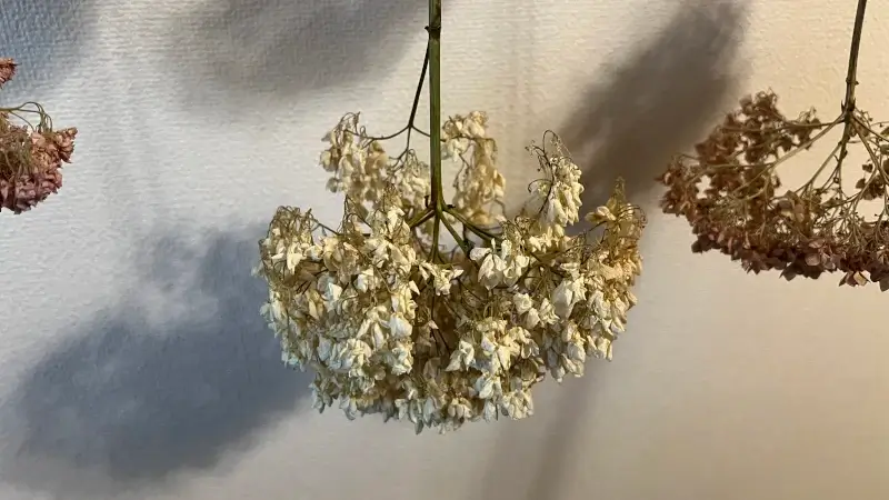 ドライフラワー化に失敗したアナベル