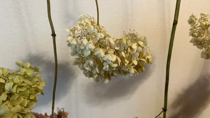 ドライフラワー化に成功したアナベル