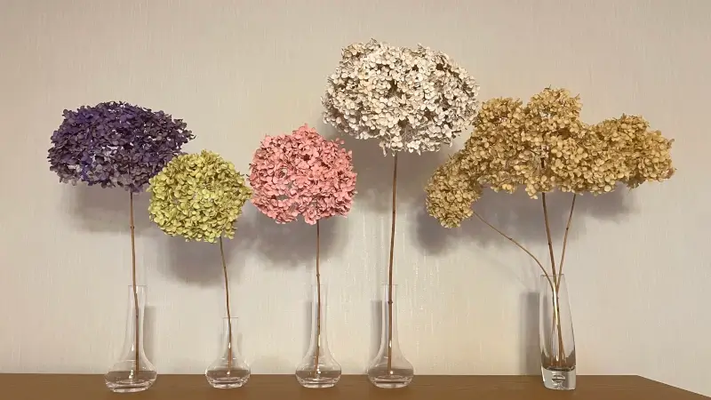 着色したアナベル。右は未着色の素材