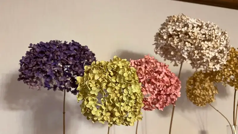 着色したドライフラワーのアナベル