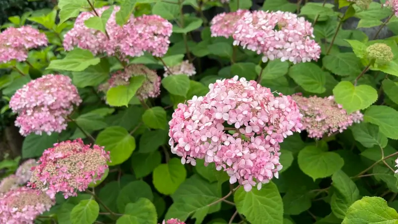 ピンク系のアナベル園芸品種