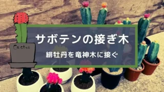 サボテンの接ぎ木!緋牡丹を竜神木に接ぐ方法を解説