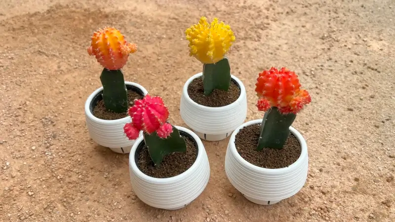 カラフルなサボテン、緋牡丹