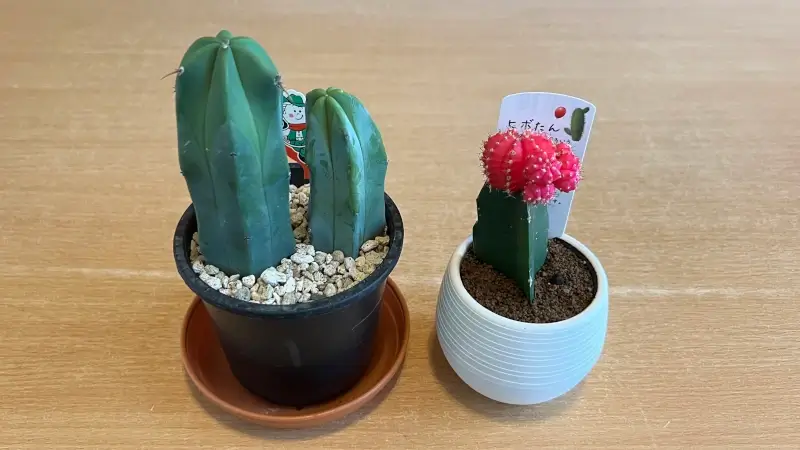 竜神木と緋牡丹