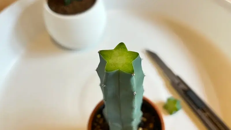 台木の竜神木を切る