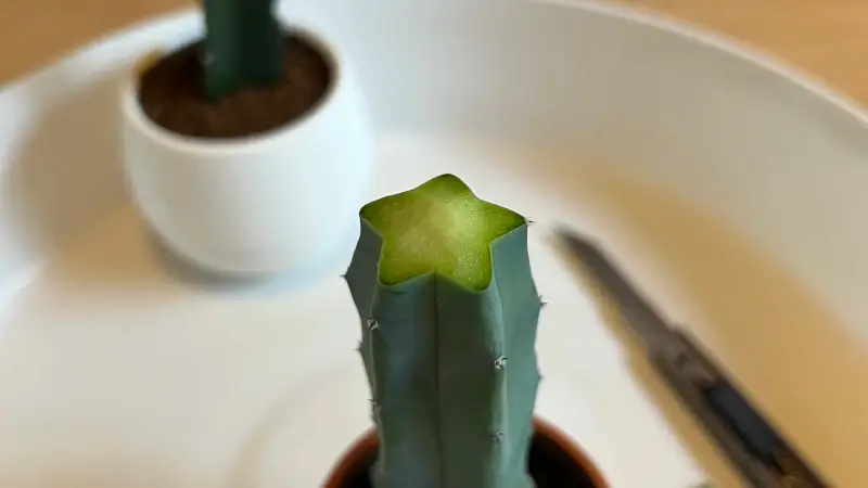 台木の竜神木を面取りする