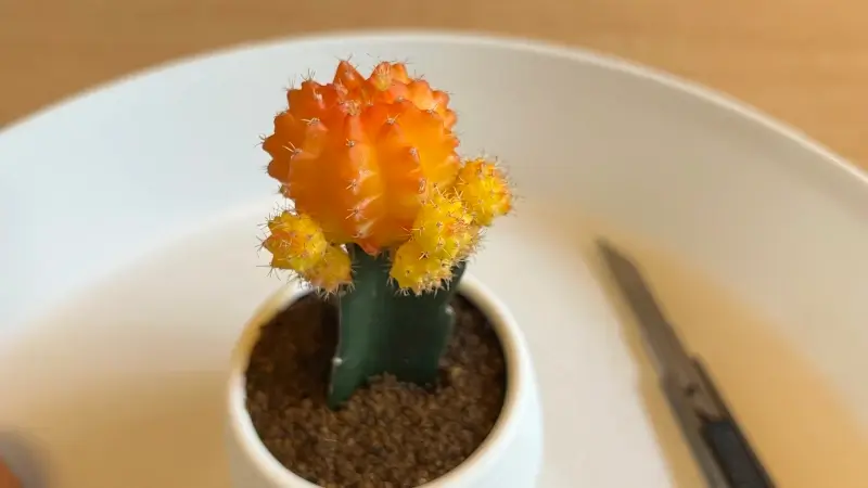 緋牡丹の子株を取る