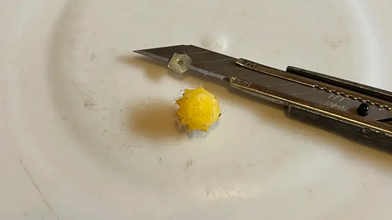 穂木の下面も切り直す