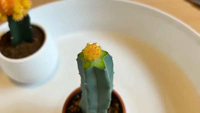 台木に穂木を仮置きする