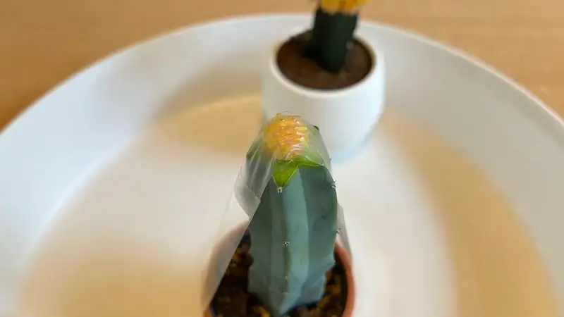 穂木が動かないように固定