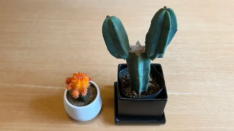 接ぎ木する前のサボテン