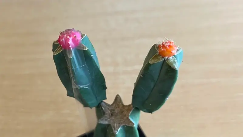 接ぎ木した直後